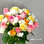 2025rose_20
